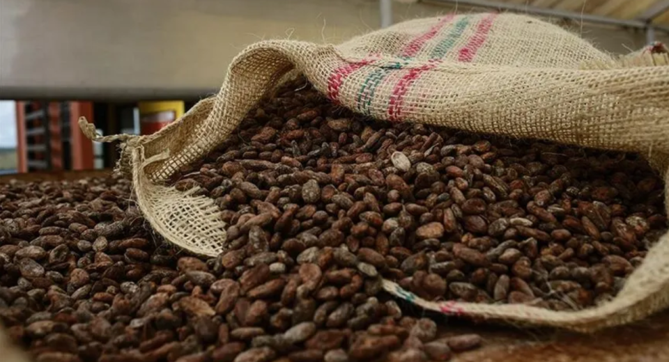 Cacau e café sobem com riscos climáticos