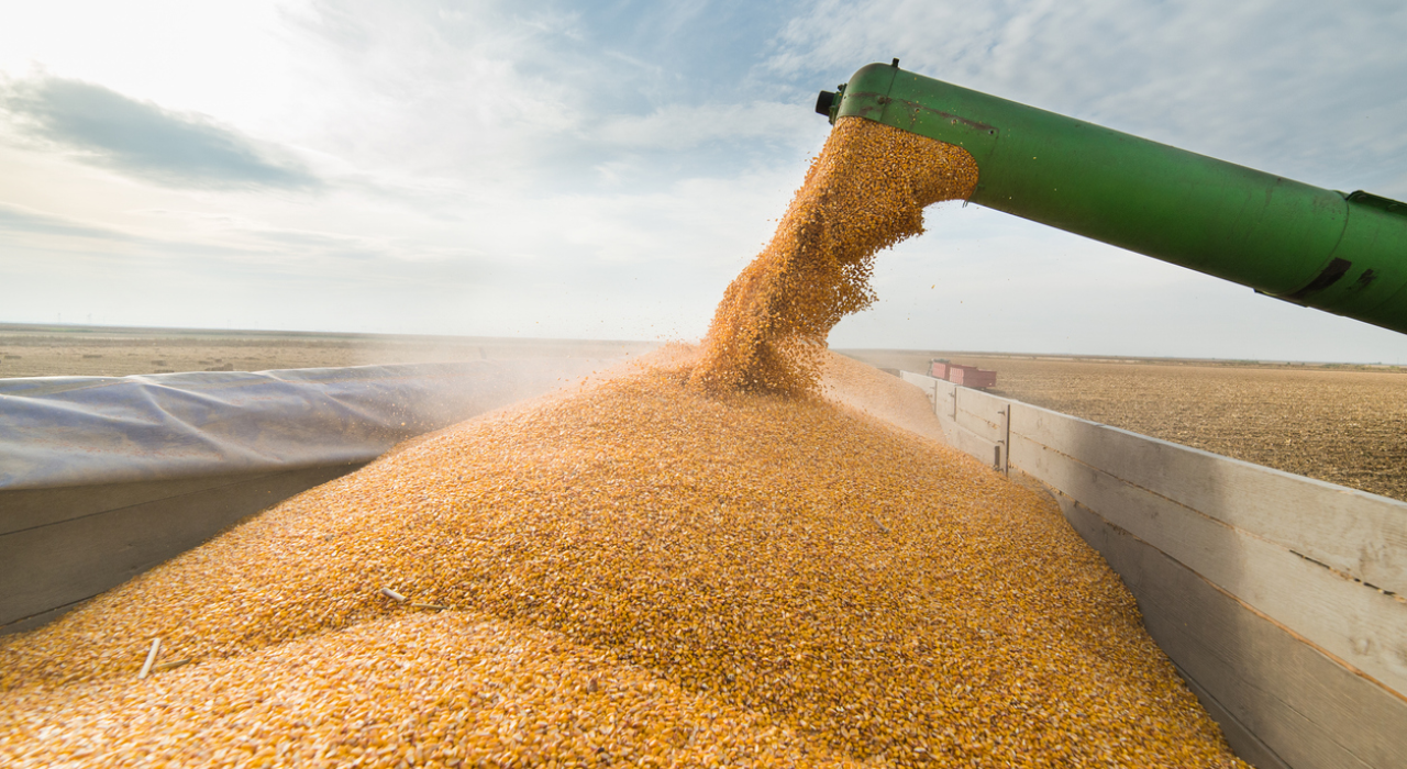 Futuros de milho, soja e trigo caem após relatório WASDE do USDA