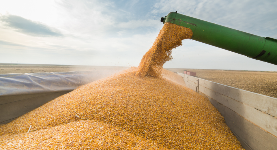Futuros de milho, soja e trigo caem após relatório WASDE do USDA