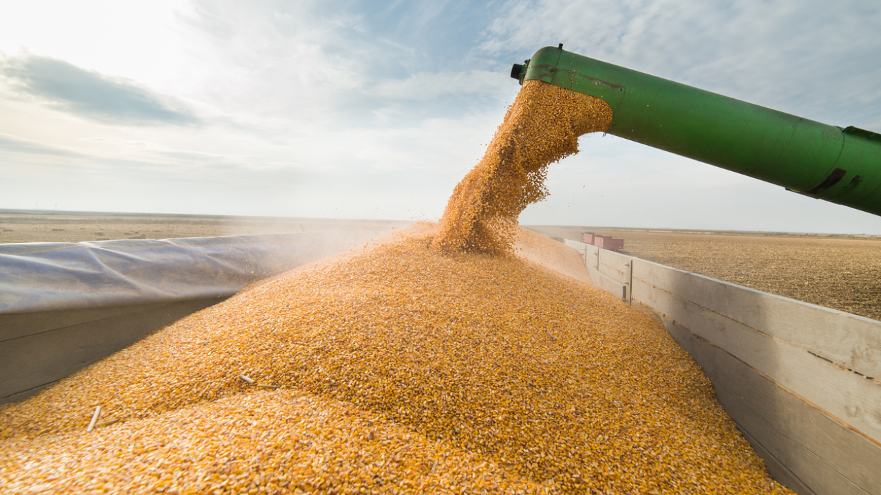 Futuros de milho, soja e trigo caem após relatório WASDE do USDA